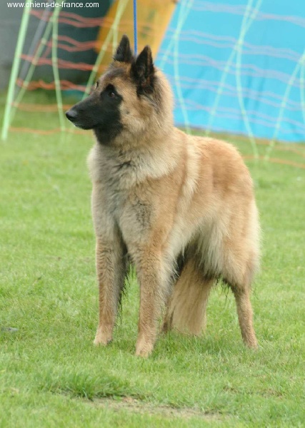Amira du domaine de la Sûre