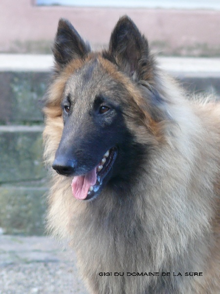 Gigi du domaine de la Sûre